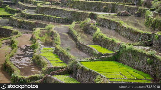 blur in philippines terrace field for coultivation of rice from banaue unesco site