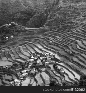 blur in philippines terrace field for coultivation of rice from banaue unesco site