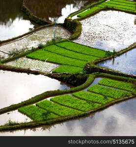 blur in philippines terrace field for coultivation of rice from banaue unesco site