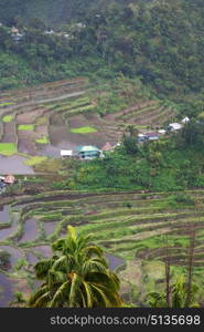 blur in philippines terrace field for coultivation of rice from banaue unesco site