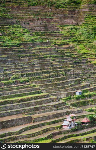 blur in philippines terrace field for coultivation of rice from banaue unesco site