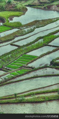 blur in philippines terrace field for coultivation of rice from banaue unesco site