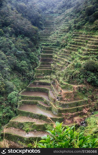 blur in philippines terrace field for coultivation of rice from banaue unesco site