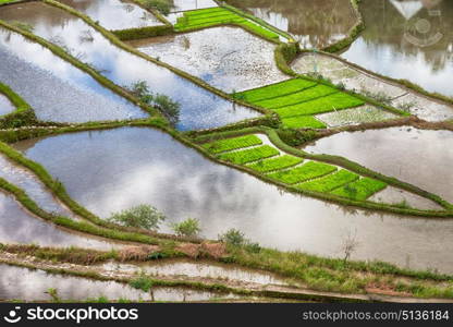 blur in philippines terrace field for coultivation of rice from banaue unesco site