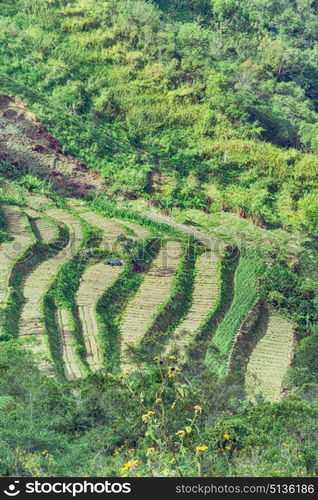 blur in philippines terrace field for coultivation of rice from banaue unesco site