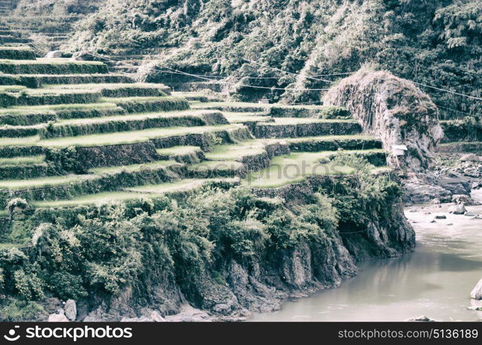 blur in philippines terrace field for coultivation of rice from banaue unesco site