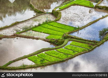 blur in philippines terrace field for coultivation of rice from banaue unesco site