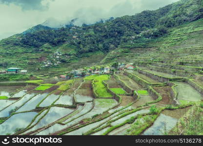 blur in philippines terrace field for coultivation of rice from banaue unesco site