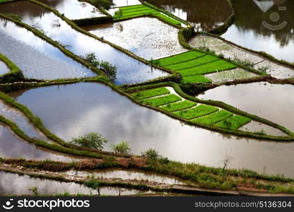 blur in philippines terrace field for coultivation of rice from banaue unesco site