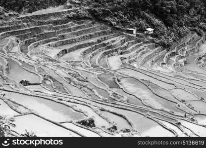 blur in philippines terrace field for coultivation of rice from banaue unesco site