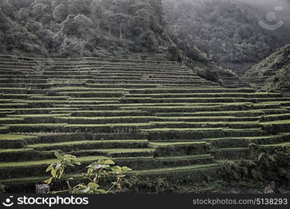 blur in philippines terrace field for coultivation of rice from banaue unesco site