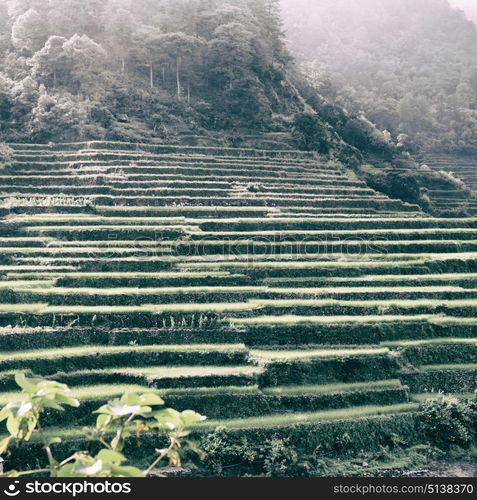 blur in philippines terrace field for coultivation of rice from banaue unesco site