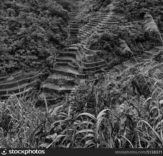 blur in philippines terrace field for coultivation of rice from banaue unesco site