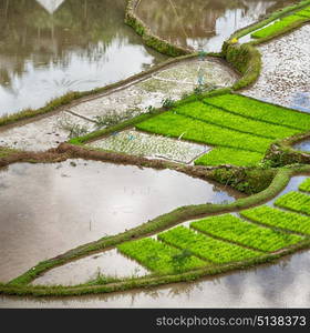 blur in philippines terrace field for coultivation of rice from banaue unesco site