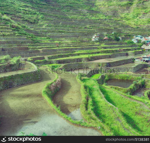 blur in philippines terrace field for coultivation of rice from banaue unesco site