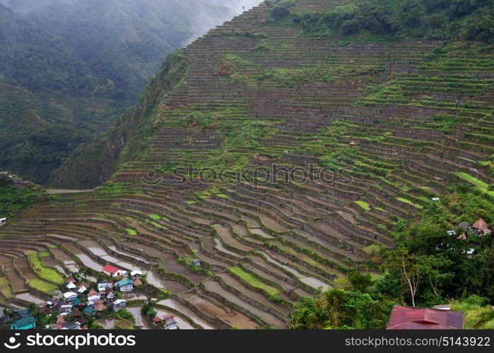 blur in philippines terrace field for coultivation of rice from banaue unesco site