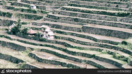 blur in philippines terrace field for coultivation of rice from banaue unesco site