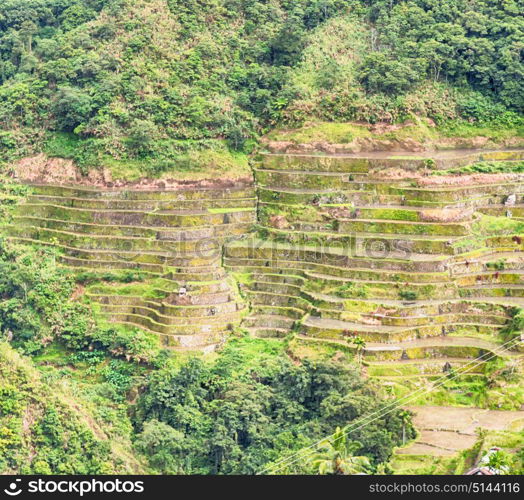 blur in philippines terrace field for coultivation of rice from banaue unesco site