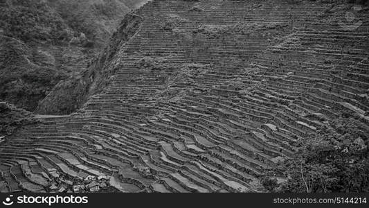 blur in philippines terrace field for coultivation of rice from banaue unesco site