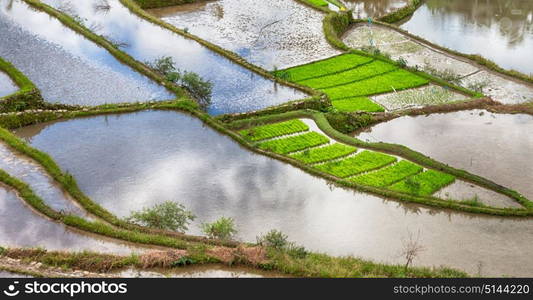 blur in philippines terrace field for coultivation of rice from banaue unesco site