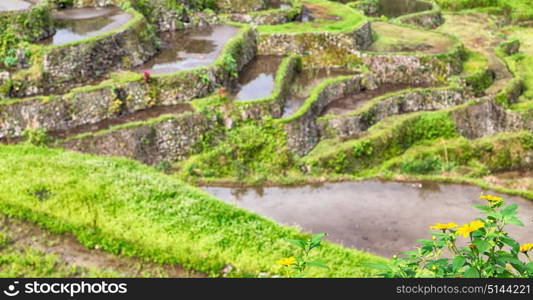 blur in philippines terrace field for coultivation of rice from banaue unesco site