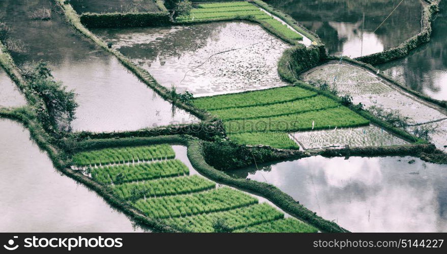 blur in philippines terrace field for coultivation of rice from banaue unesco site