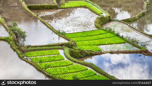 blur in philippines terrace field for coultivation of rice from banaue unesco site