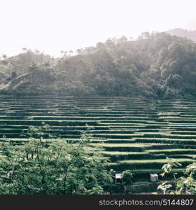 blur in philippines terrace field for coultivation of rice from banaue unesco site