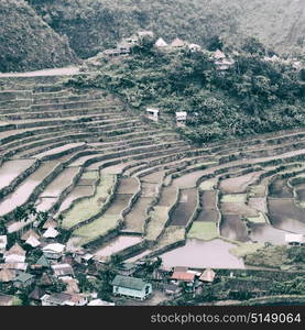 blur in philippines terrace field for coultivation of rice from banaue unesco site