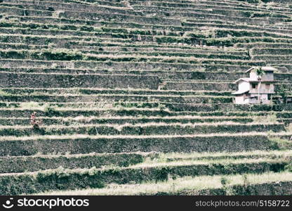 blur in philippines terrace field for coultivation of rice from banaue unesco site