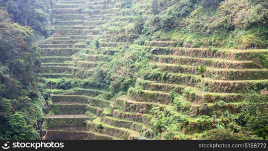 blur in philippines terrace field for coultivation of rice from banaue unesco site