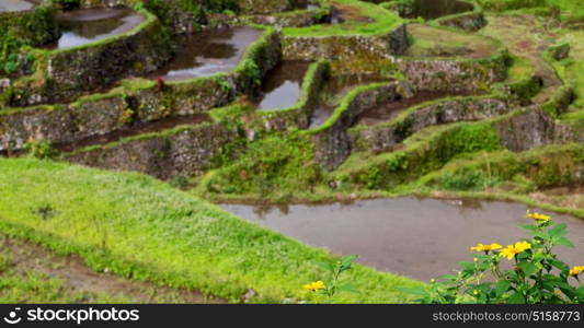 blur in philippines terrace field for coultivation of rice from banaue unesco site