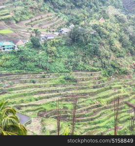 blur in philippines terrace field for coultivation of rice from banaue unesco site