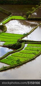 blur in philippines terrace field for coultivation of rice from banaue unesco site