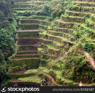 blur in philippines terrace field for coultivation of rice from banaue unesco site