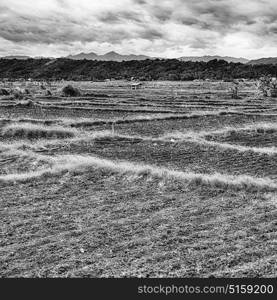 blur in philippines terrace field for coultivation of rice from banaue unesco site