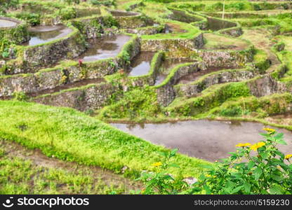 blur in philippines terrace field for coultivation of rice from banaue unesco site