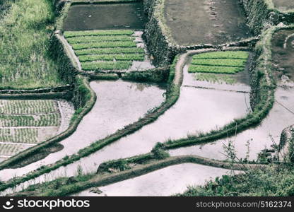 blur in philippines terrace field for coultivation of rice from banaue unesco site