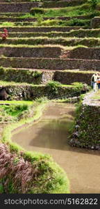 blur in philippines terrace field for coultivation of rice from banaue unesco site