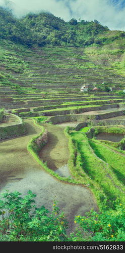 blur in philippines terrace field for coultivation of rice from banaue unesco site