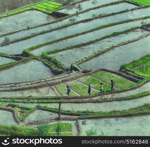 blur in philippines terrace field for coultivation of rice from banaue unesco site