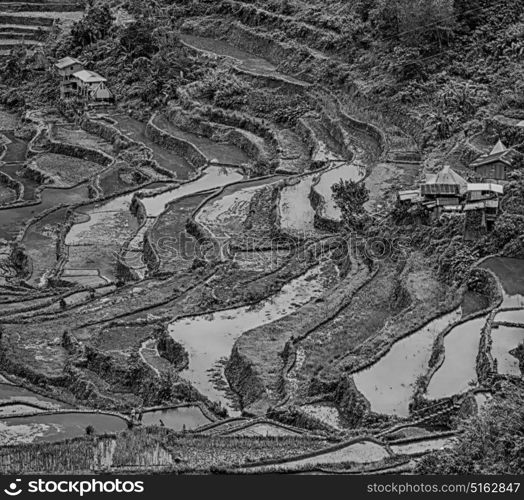 blur in philippines terrace field for coultivation of rice from banaue unesco site