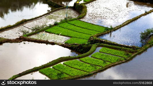 blur in philippines terrace field for coultivation of rice from banaue unesco site