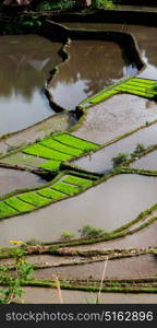 blur in philippines terrace field for coultivation of rice from banaue unesco site