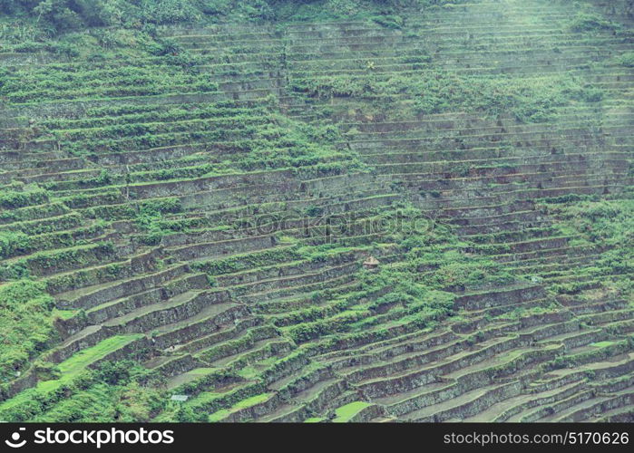 blur in philippines terrace field for coultivation of rice from banaue unesco site