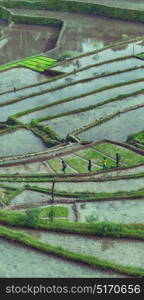 blur in philippines terrace field for coultivation of rice from banaue unesco site