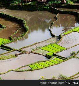 blur in philippines terrace field for coultivation of rice from banaue unesco site