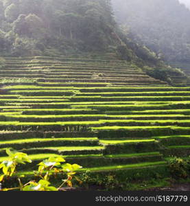 blur in philippines terrace field for coultivation of rice from banaue unesco site