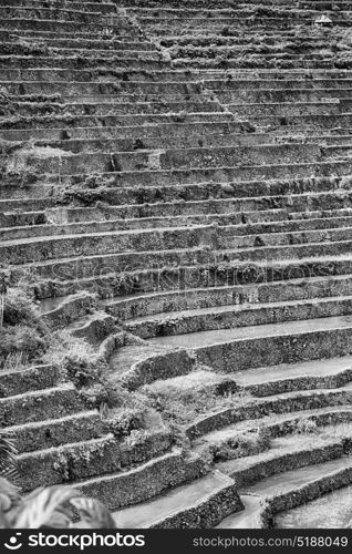 blur in philippines terrace field for coultivation of rice from banaue unesco site