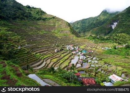 blur in philippines terrace field for coultivation of rice from banaue unesco site